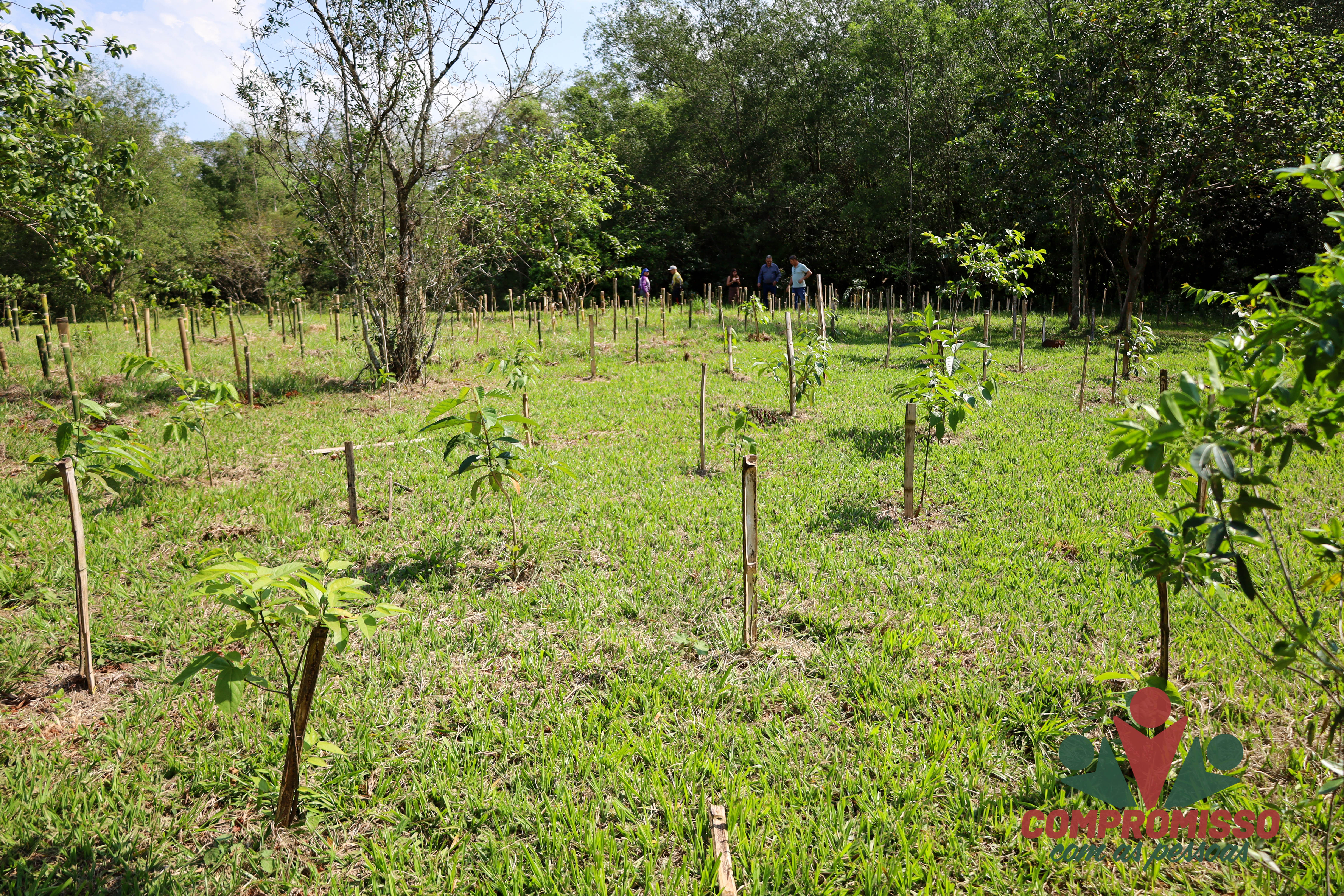 Missal antecipa compensação ambiental com plantio de mil mudas nativas