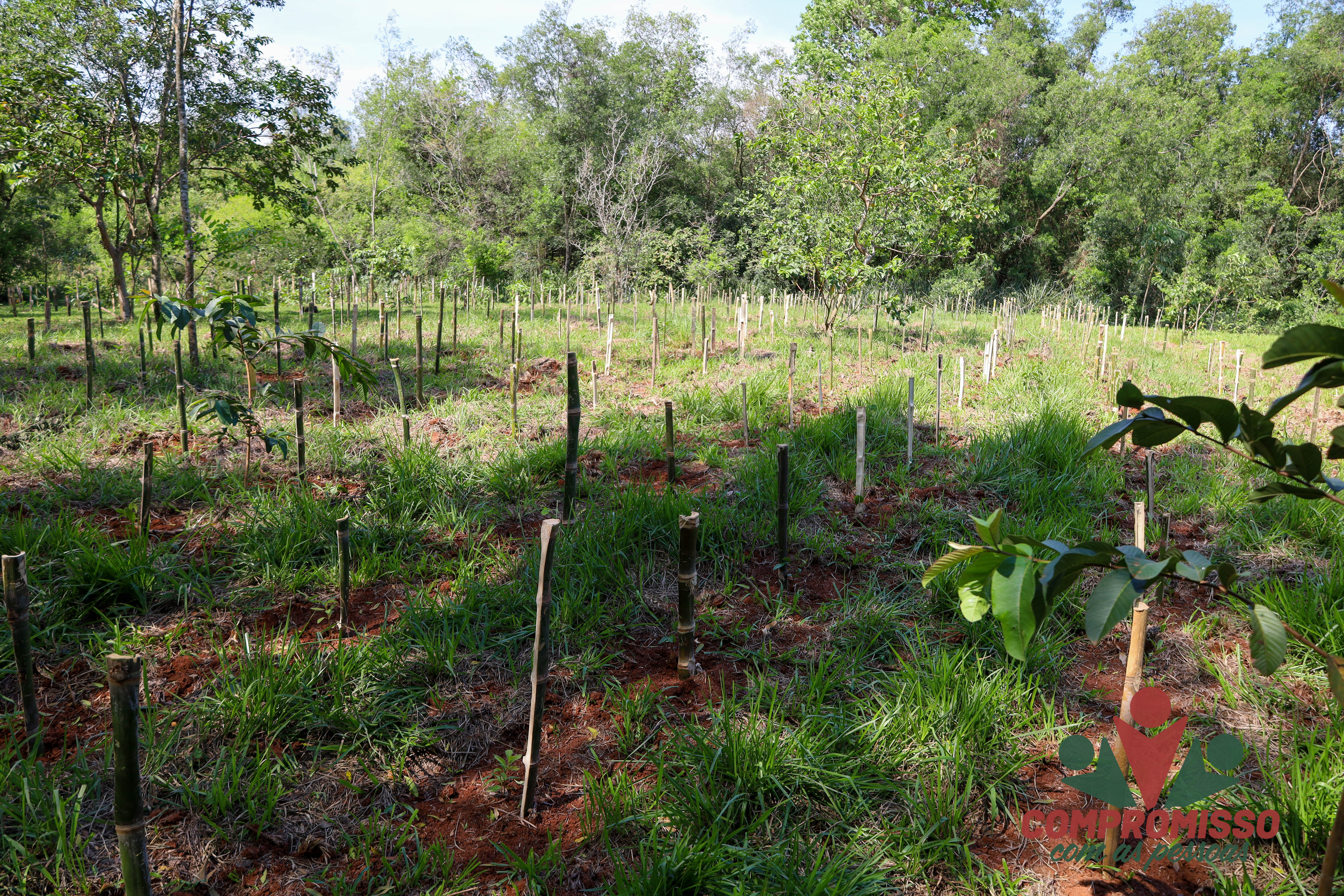 Missal antecipa compensação ambiental com plantio de mil mudas nativas