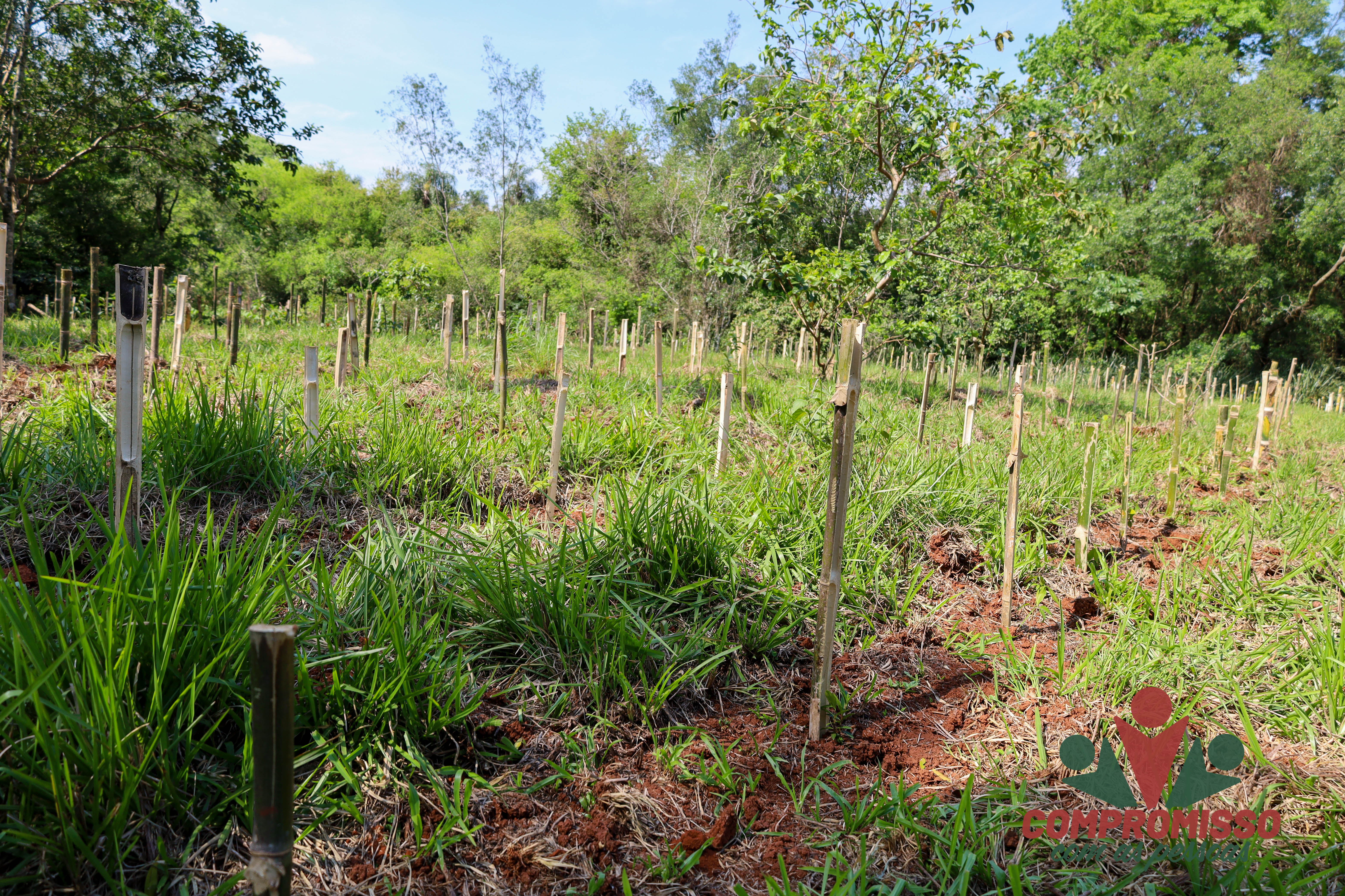 Missal antecipa compensação ambiental com plantio de mil mudas nativas