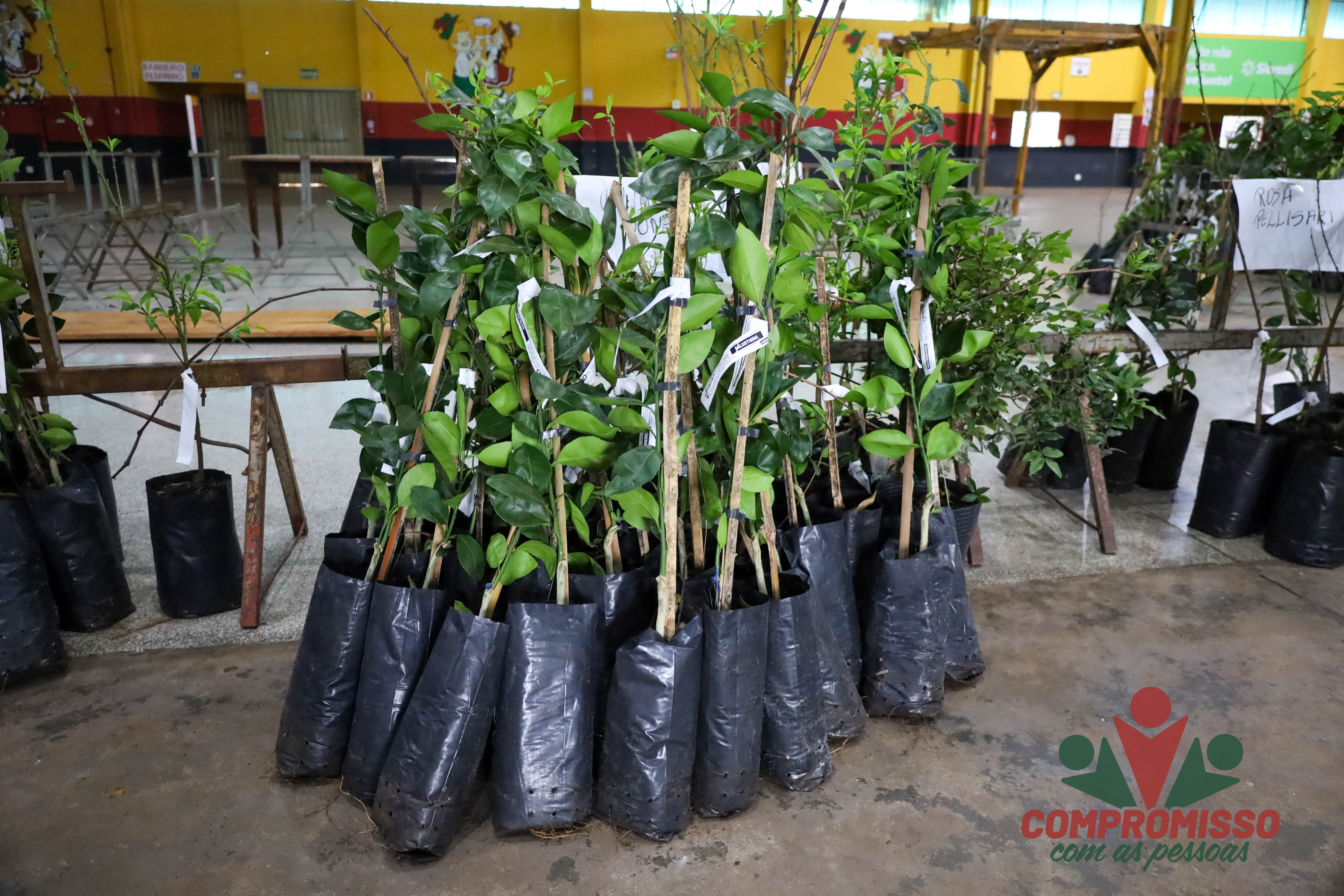 Produtores Rurais de Missal retiram mudas de árvores Frutíferas de Programa Municipal