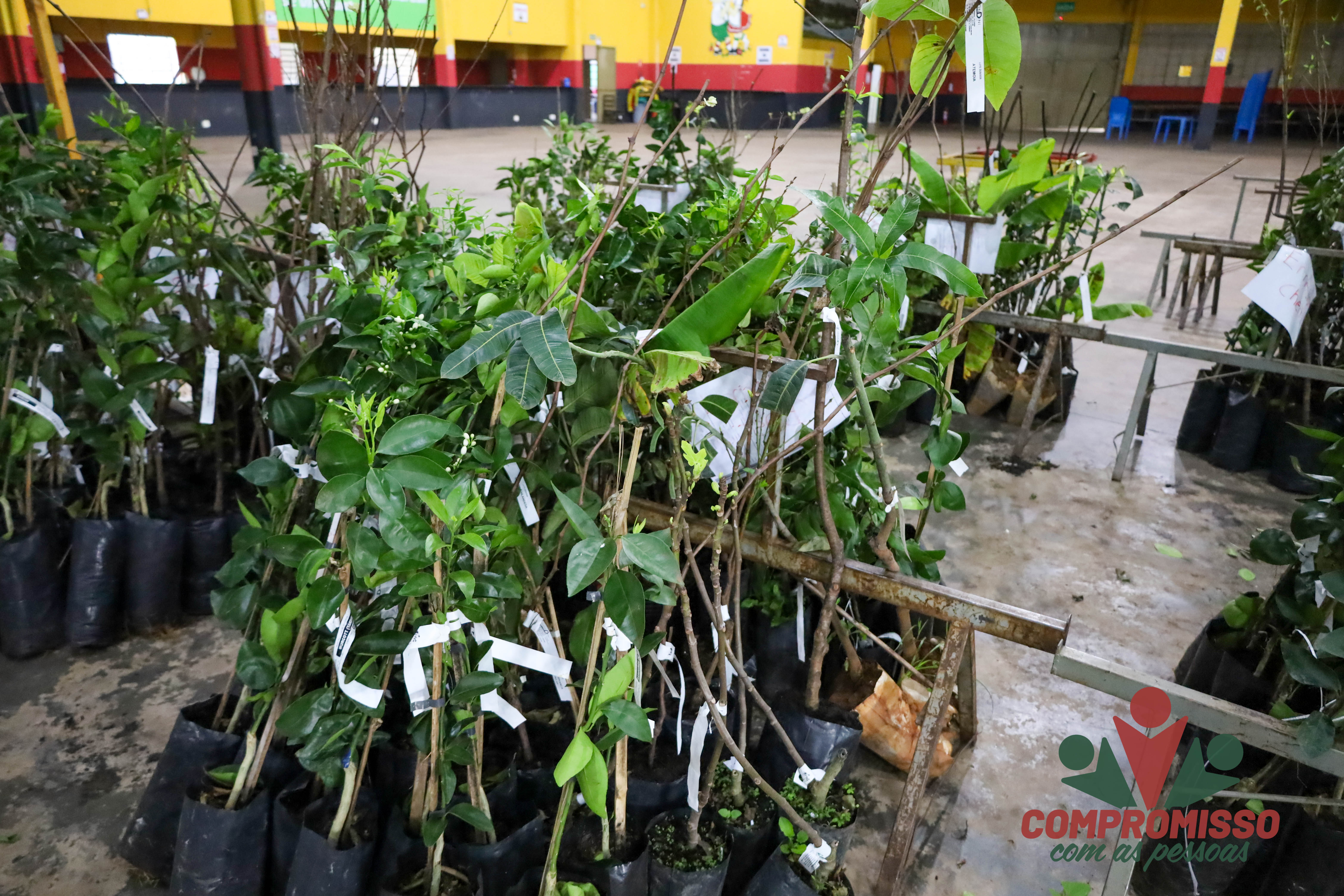 Produtores Rurais de Missal retiram mudas de árvores Frutíferas de Programa Municipal