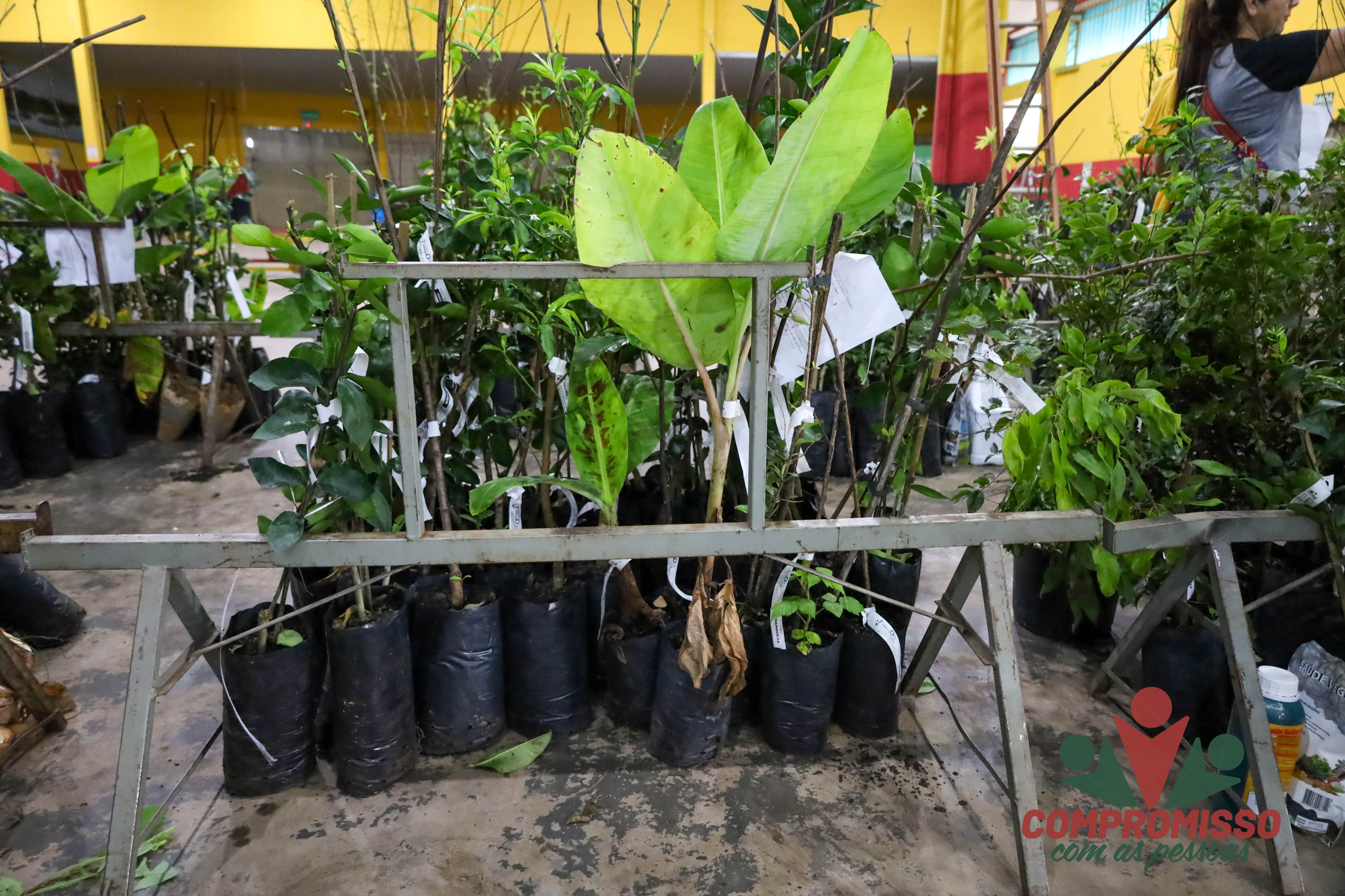 Produtores Rurais de Missal retiram mudas de árvores Frutíferas de Programa Municipal