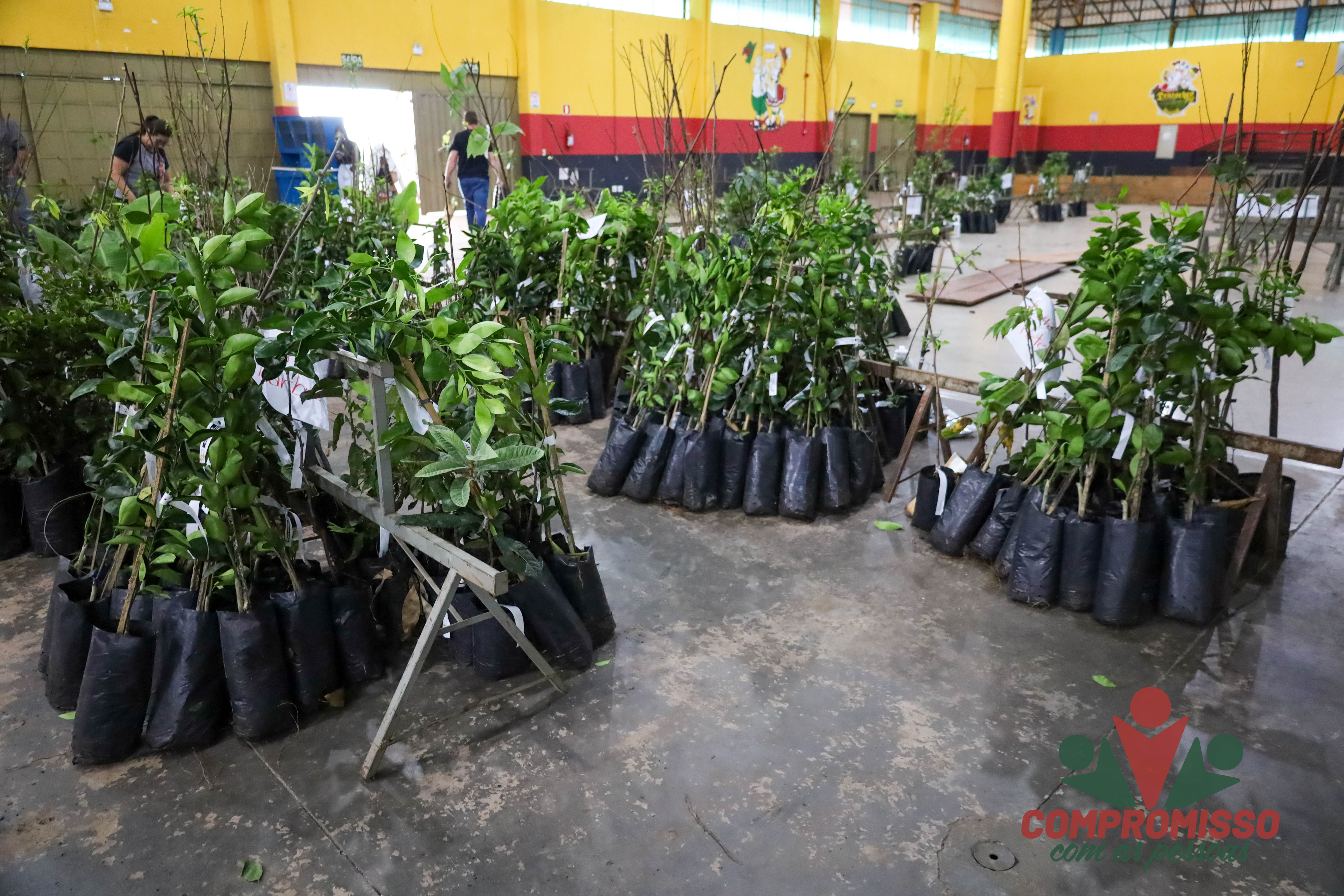 Produtores Rurais de Missal retiram mudas de árvores Frutíferas de Programa Municipal